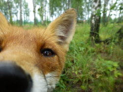 malaime:  sjalvdestruktiv:  fox selfie!  qt 