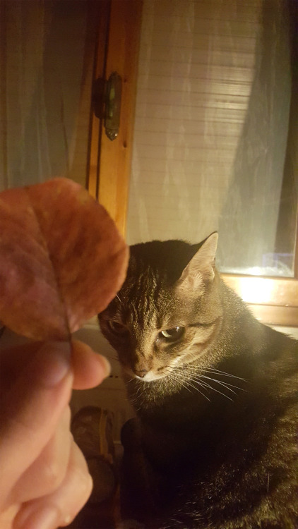   😾  cat vs leaf 🍂
