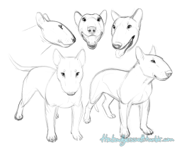 thebadgerssett:  Little-known fact about me: I love bull terriers,