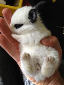 awwww-cute:  My fluffy bunny has black ears
