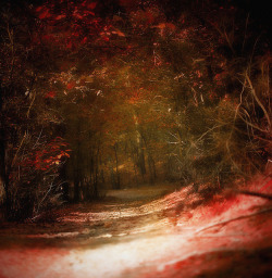 gothnrollx:  the forest is autumn red by soleá on Flickr.