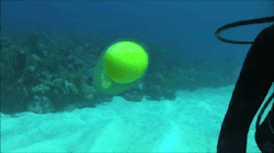 sixpenceee:  This is what a cracked egg looks like underwater.(Source)