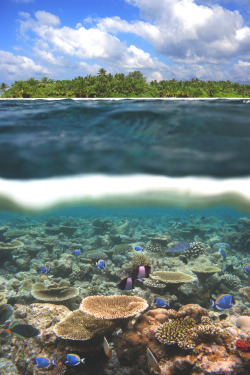 wavemotions:  Maldive Reef & Island, above & below