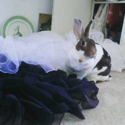 rabbitsandwhat:  Oatmeal wants to be a Lolita #bunny #bunniesofinstagram