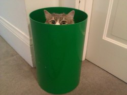 catsbeaversandducks:  Cats Who Think They’re Masters of Hide-And-Seek