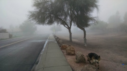 very foggy morning here in AZ which isn’t normal