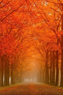 wolverxne:  autumn road by Frans Deeders 