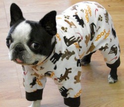 sosalty:  thecutestofthecute:  BREAKING NEWS!! DOGS IN PAJAMAS