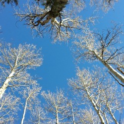 lostkatphoto:  Birch #colorado