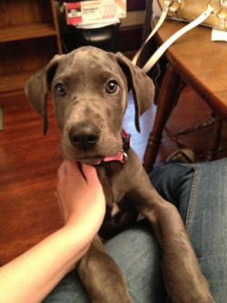 puppiesnkittens:  My nine week old Great Dane after coming inside