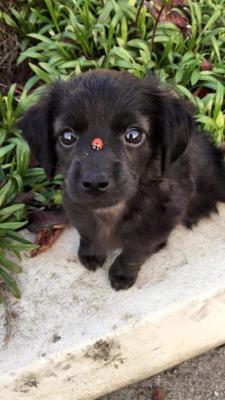 awwww-cute: A pup and his ladybug (Source: https://ift.tt/2Leat80)
