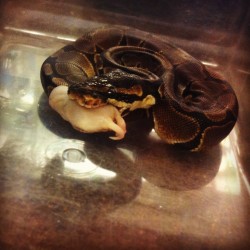 makesyourskincrawl:  Dinner time for lil ball python  is it bad
