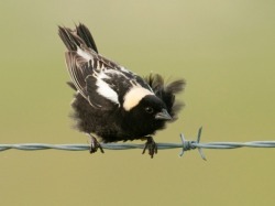 “Faith is the bird that feels the light and sings when the dawn is still dark.” ~ Rabindranath Tagore (Bobolink)