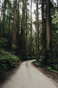 kovthephotographer:  The Deep Dark Redwoods National and State