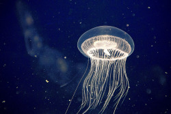 oix:jellyfish by willteeyang on Flickr.