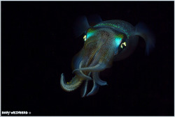 wapiti3:  Nocturnal Squid on Flickr.Via Flickr: Dany Weinberg