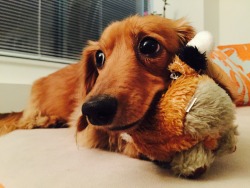 pancakethedoxie:  Raccoon ball and Pancake: still a match made