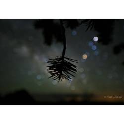 Star Colors and Pinyon Pine #nasa #apod #pinetree #constellation