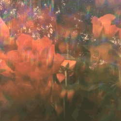 pureblindingcolour:  and here are the roses nodding in the breeze 