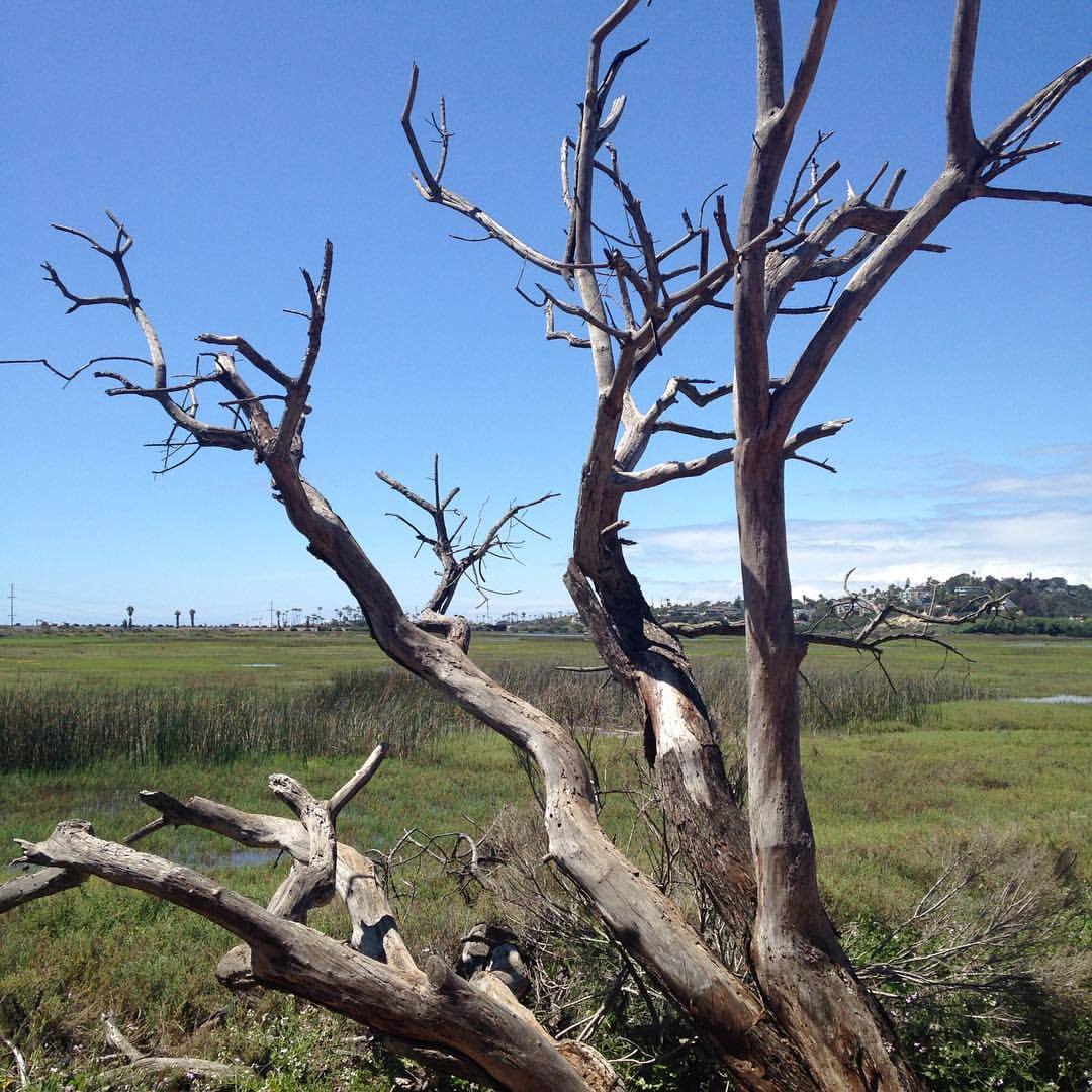 <p>at San Elijo Lagoon County Park and Ecological Reserve</p>