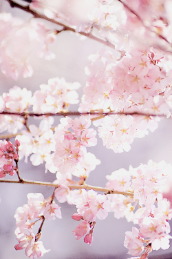 yuffii:  Sakura brightened by sunlight (by phtg) 