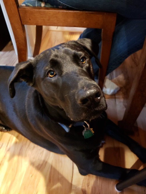 Happy Thanksgiving from the goodest boy, whose enthusiastic sniffing