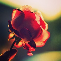 memoriesthatareforever:  Wouldnt u like it that a special someone