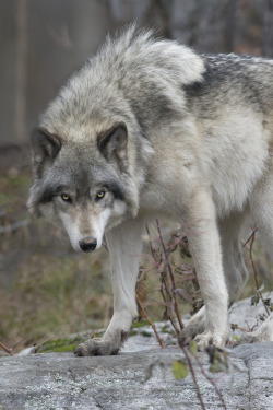 d-vn:  Canadian Timber Wolf (by Rudy in Ottawa)
