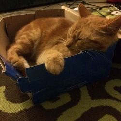 foxybaggins:  Won’t sleep in any cat bed I buy him but loves