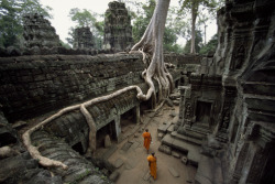 unrar:  Buddhist monks near large strangler fig at the Ta Phrom