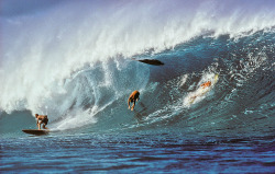 spanishguyinghent:  Surfers @ Pipeline, Oahu, 1974  / Jeff Divine