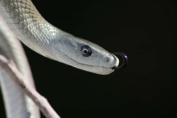 exotic-venom:  (Dendroaspis polylepis) black mamba 