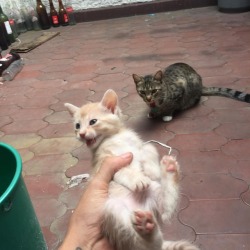 He so tiny! And she is so jelly!  My roommates kitten. #animallover