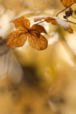 radivs:  Autumn Colors by Stéphane Desplanque 