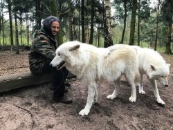 acroninja:Yeah, they are real wolves… 🐺  #animal #love #wolf