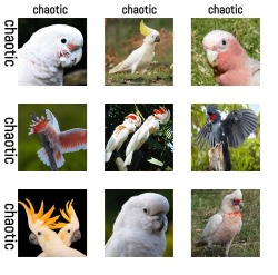 todaysbird:cockatoo alignment chart