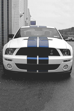 italian-luxury:  Shelby GT 500 | Mustang | Source 5.4 Litre Superchared