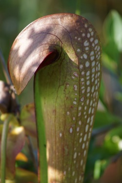 goodcopbearcop: Hooded Pitcher Plant (Sarracenia minor) On the