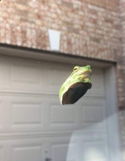 isashi-nigami:I had never seen a frog loaf before