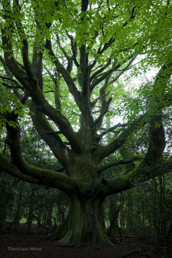 paganroots:  The beech of the traveler by dominique-merot 