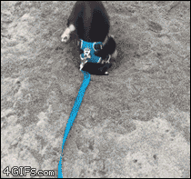 4gifs:  Puppy isn’t the best at digging, but still gives 110%