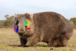 doomsneigh:  Usually you can’t post wombats when it isn’t