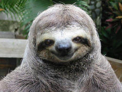 Viva sloths!