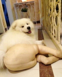 meevist:  Dogs Wearing Pantyhose, A Popular New Meme in China