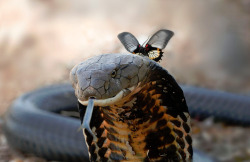 slither-and-scales:  A butterfly perched on the head of a king cobra photo by Ridho Basuki   
