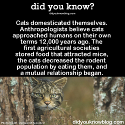 did-you-kno:  Cats domesticated themselves. Anthropologists believe