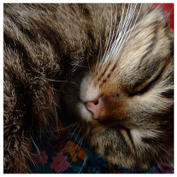 cat-parlour: Sleeping honey ♡