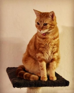Katinka Kitty. 😸 (at Othman Manor) https://www.instagram.com/p/Bo0XANNABVj/?utm_source=ig_tumblr_share&igshid=y907cqbg2je3
