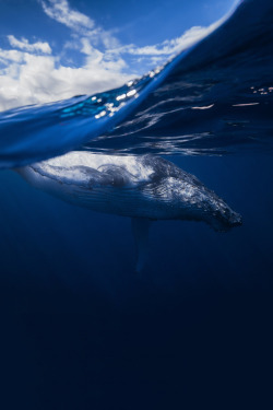 sitoutside:  Humpback whale and sky by Gaby Barathieu  