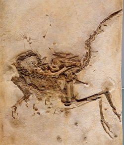 earthstory:   Compsognathus  The image of a towering, fearsome,